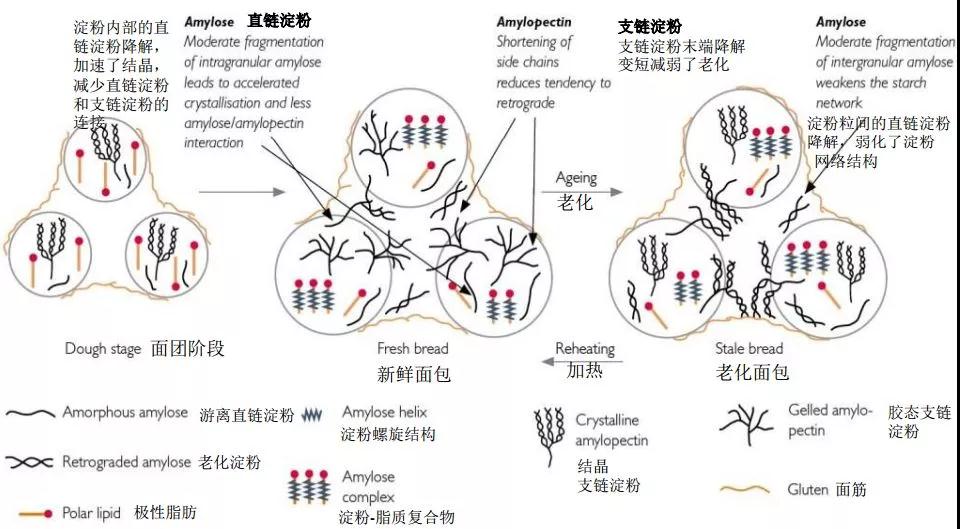 抗老化機理.jpg